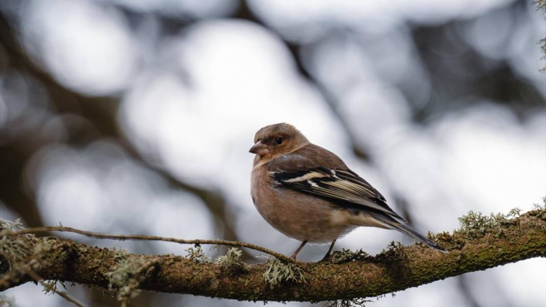 Bolu Gölcük Tabiat Parkı'nda sonbahar 10