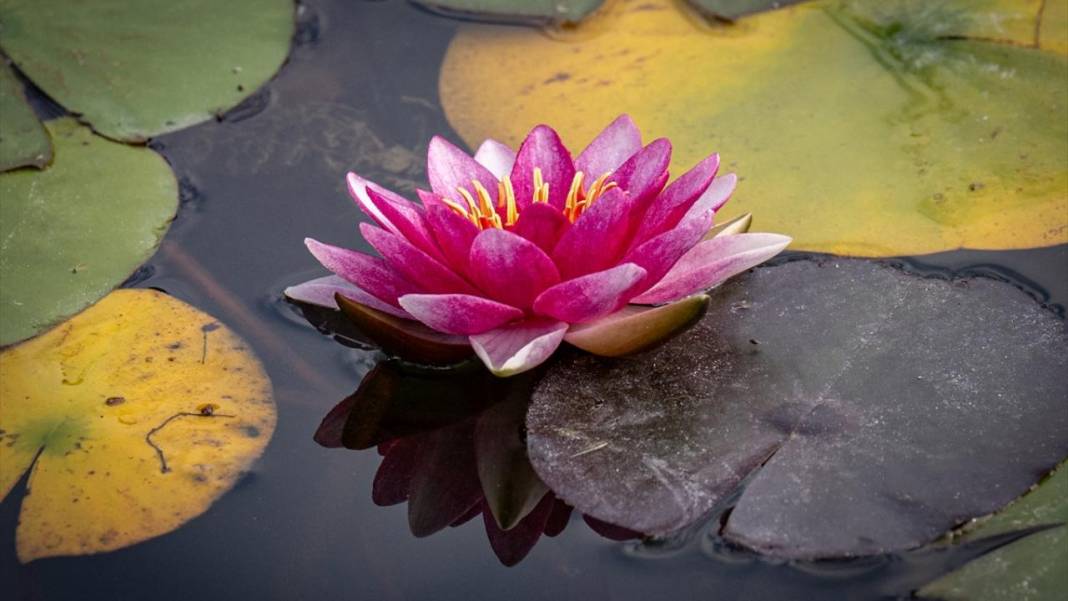 Bolu Gölcük Tabiat Parkı'nda sonbahar 14