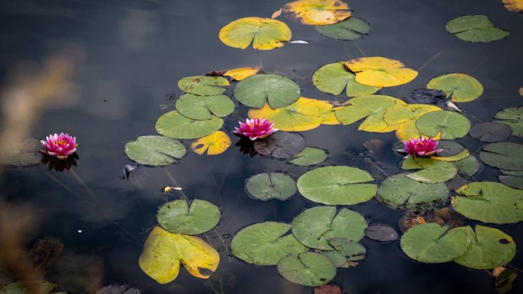 Bolu Gölcük Tabiat Parkı'nda sonbahar 3