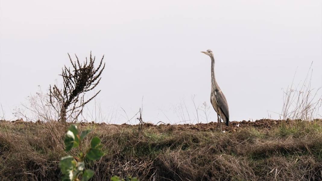 Bolu Gölcük Tabiat Parkı'nda sonbahar 4
