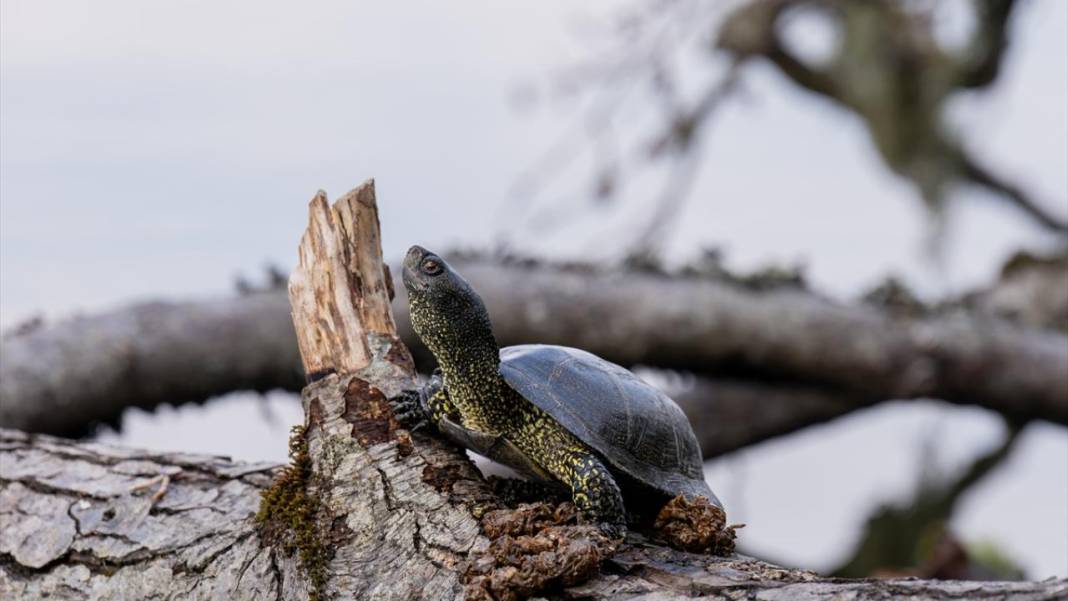 Bolu Gölcük Tabiat Parkı'nda sonbahar 6
