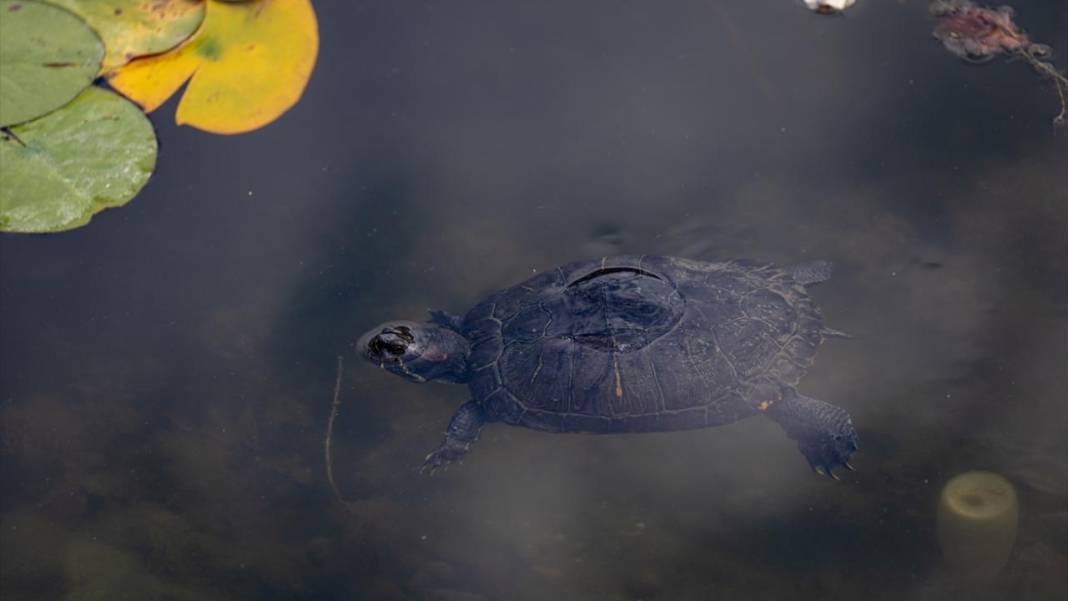Bolu Gölcük Tabiat Parkı'nda sonbahar 7