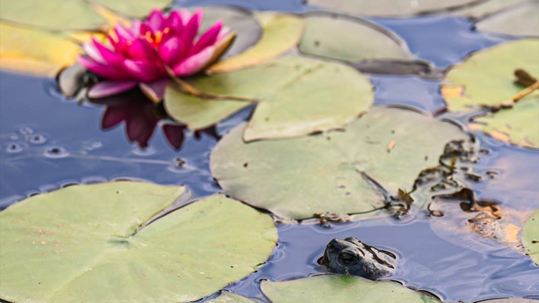 Bolu Gölcük Tabiat Parkı'nda sonbahar 8