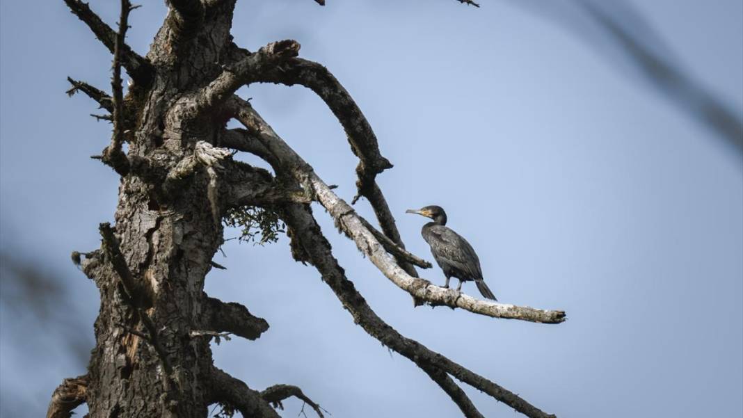 Bolu Gölcük Tabiat Parkı'nda sonbahar 9