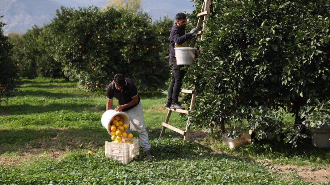 Finike portakalında hasat zamanı 1