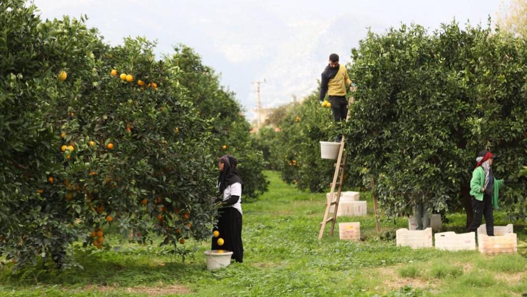 Finike portakalında hasat zamanı 10