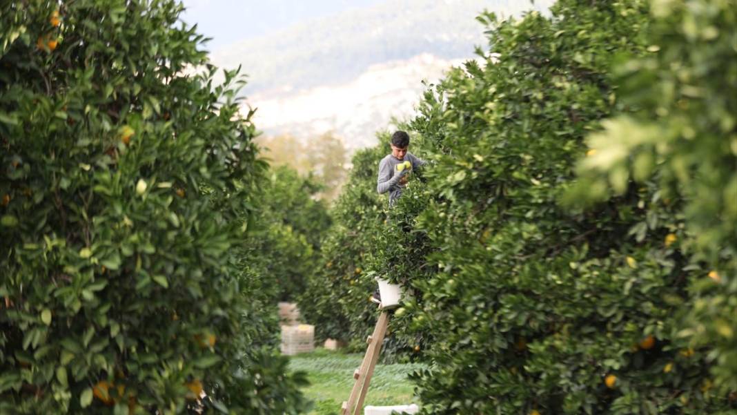 Finike portakalında hasat zamanı 11