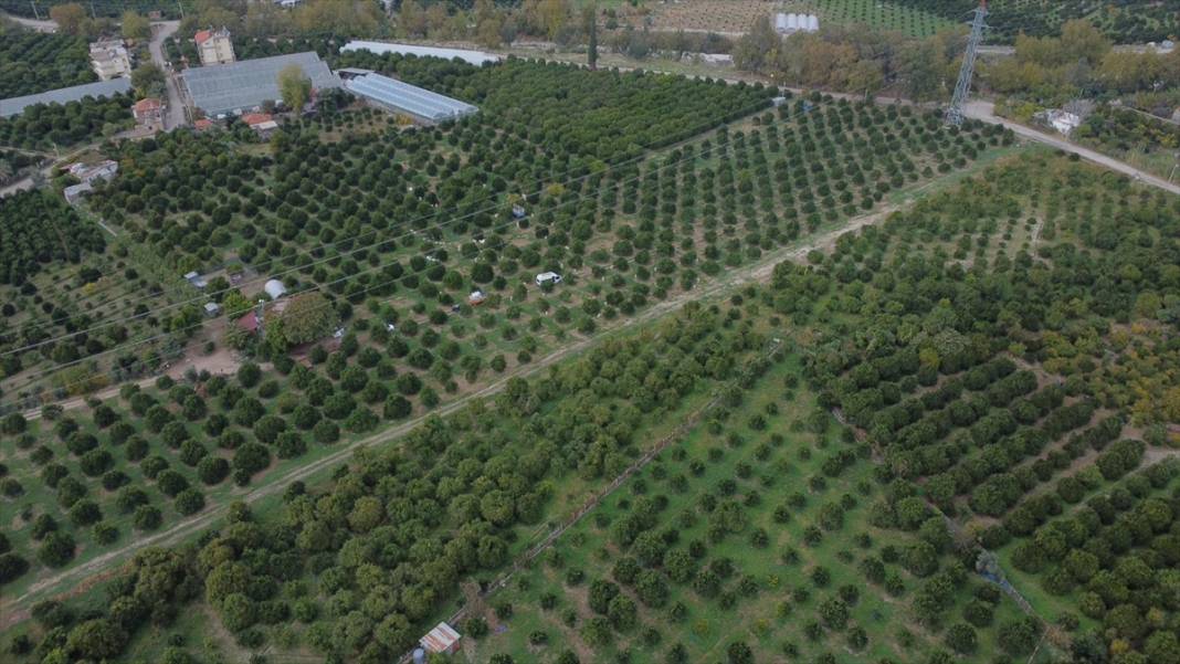 Finike portakalında hasat zamanı 12