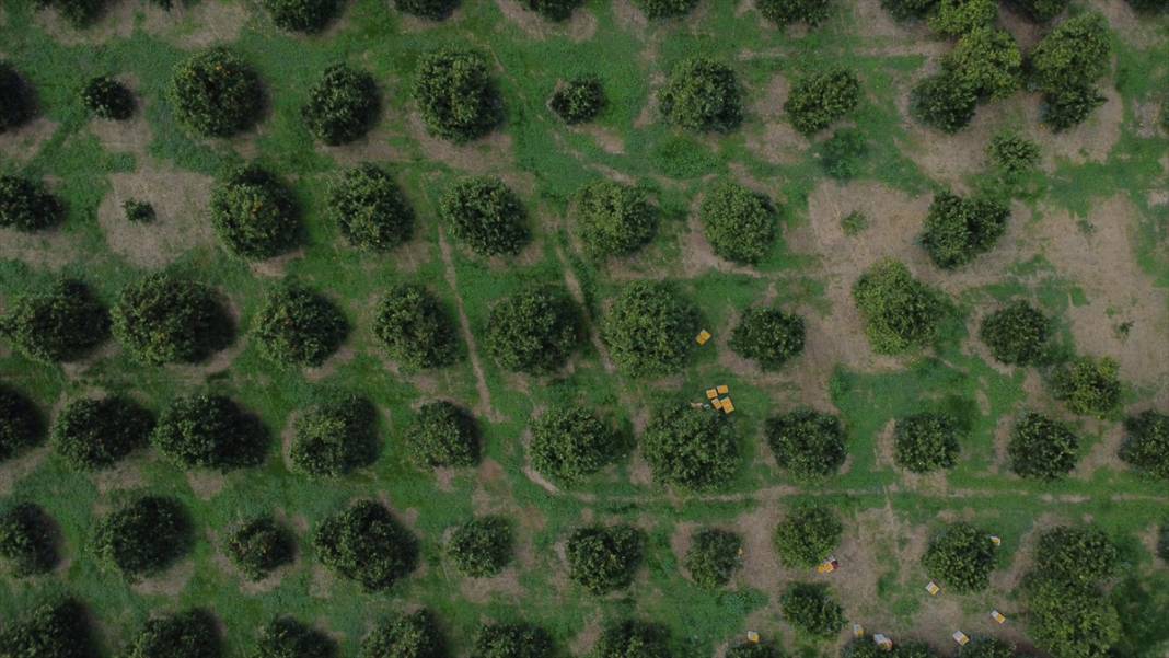 Finike portakalında hasat zamanı 13