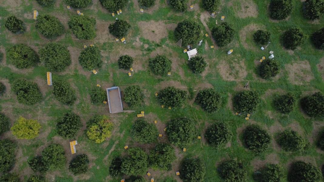 Finike portakalında hasat zamanı 14