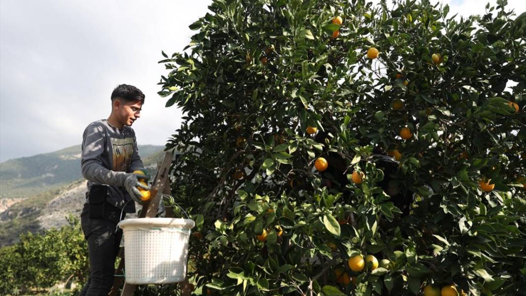 Finike portakalında hasat zamanı 2