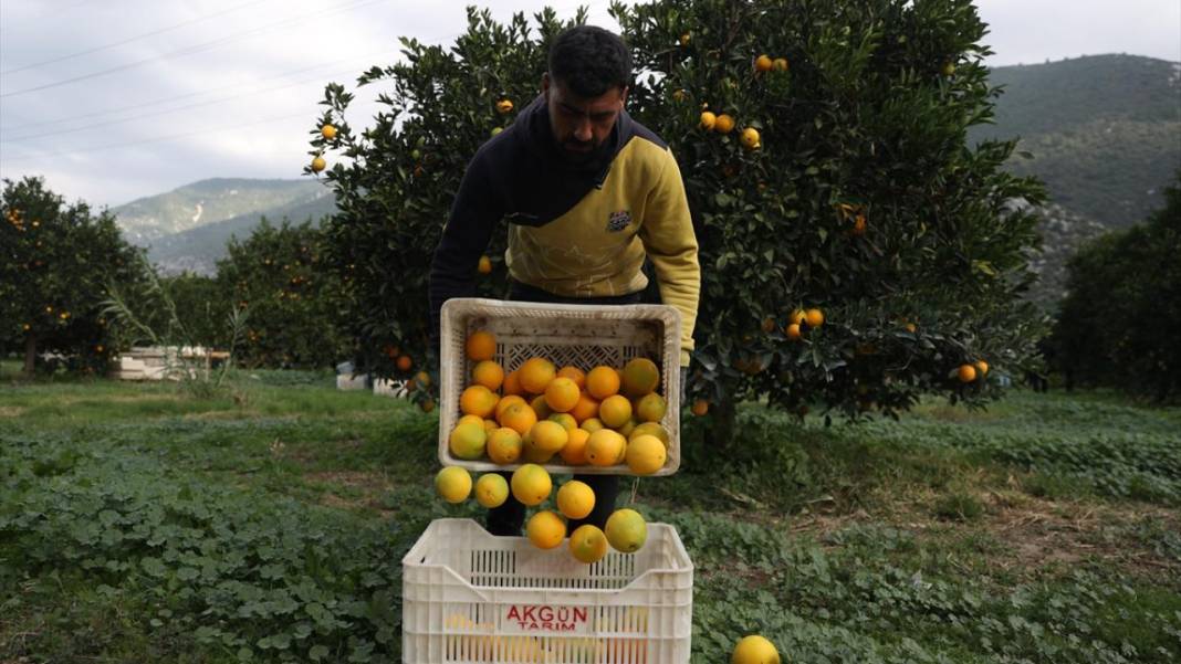 Finike portakalında hasat zamanı 3