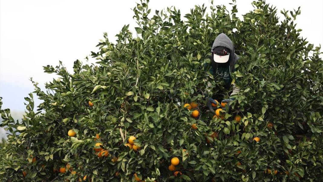 Finike portakalında hasat zamanı 4