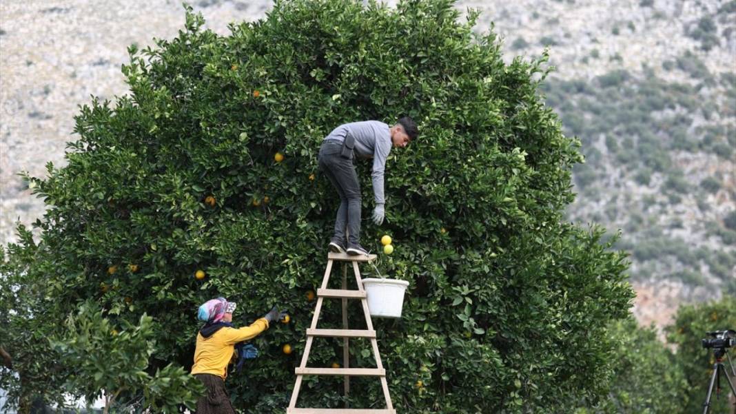Finike portakalında hasat zamanı 5
