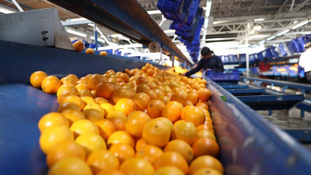 Finike portakalında hasat zamanı 6