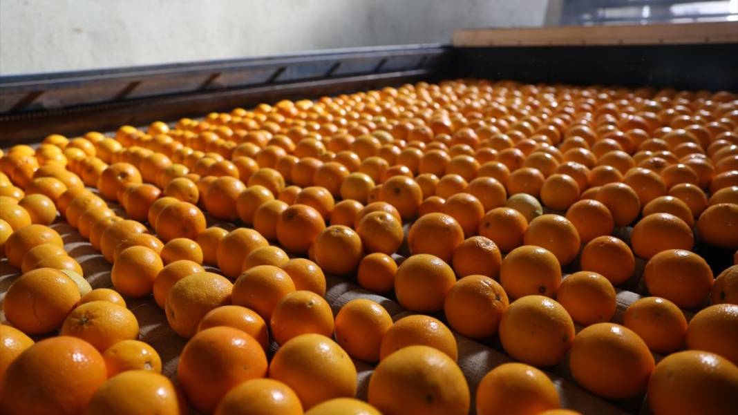 Finike portakalında hasat zamanı 7