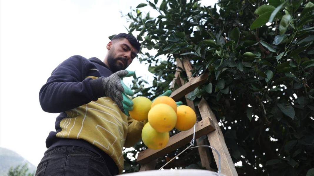 Finike portakalında hasat zamanı 8