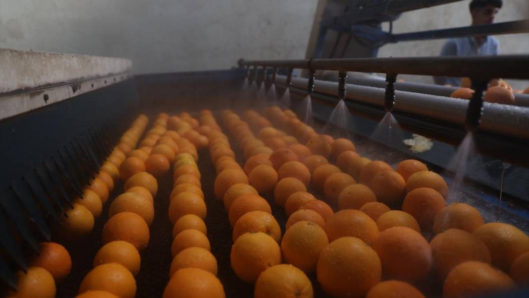 Finike portakalında hasat zamanı 9