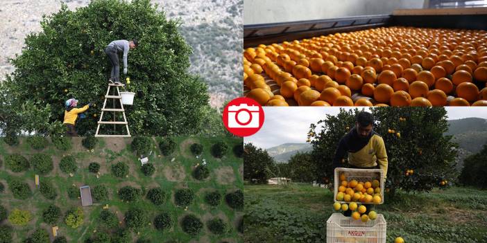 Finike portakalında hasat zamanı