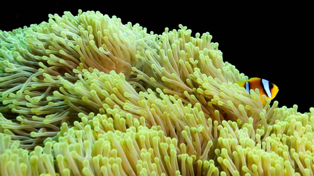 Su altının sevimli canlıları 1