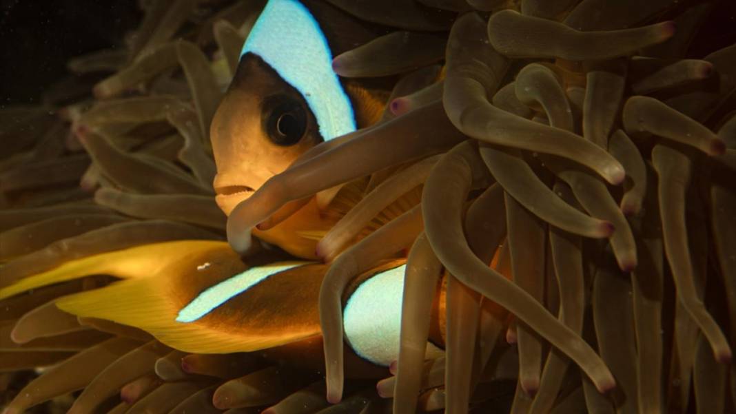 Su altının sevimli canlıları 10