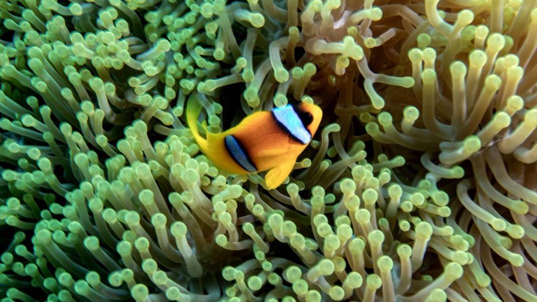 Su altının sevimli canlıları 11