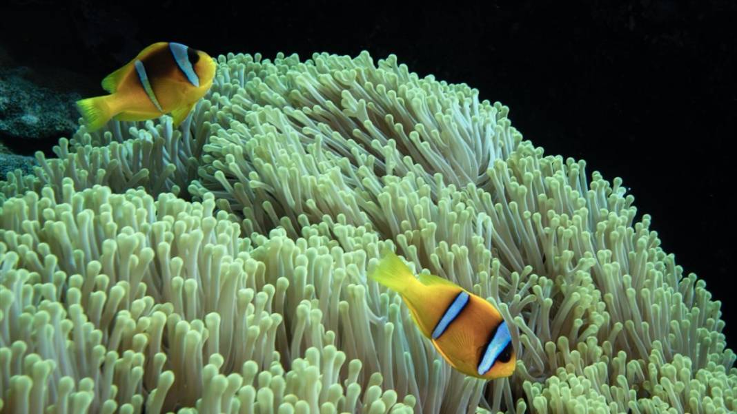 Su altının sevimli canlıları 12