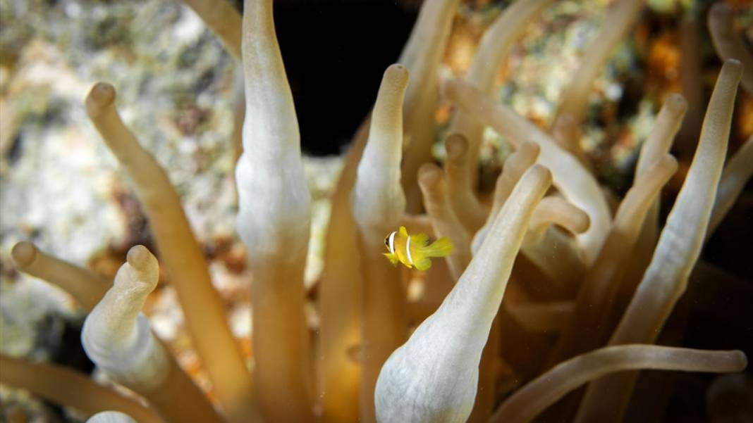 Su altının sevimli canlıları 13