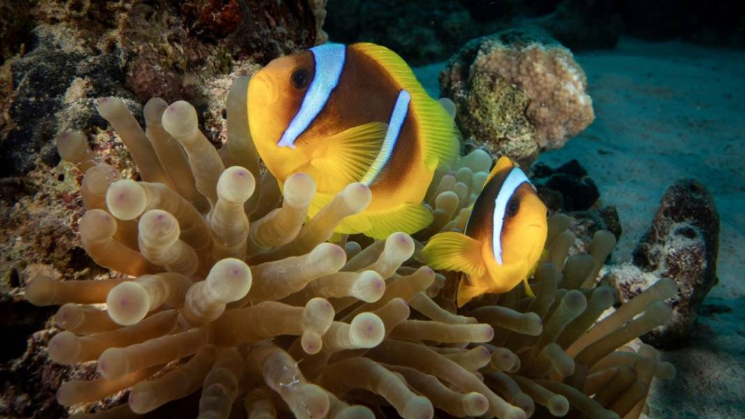 Su altının sevimli canlıları 14