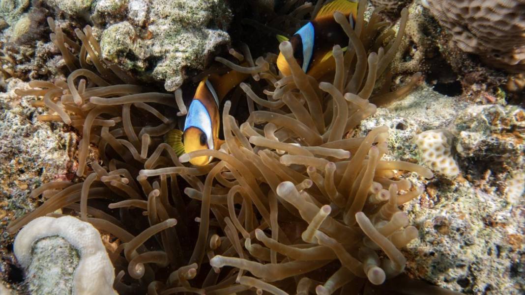 Su altının sevimli canlıları 15