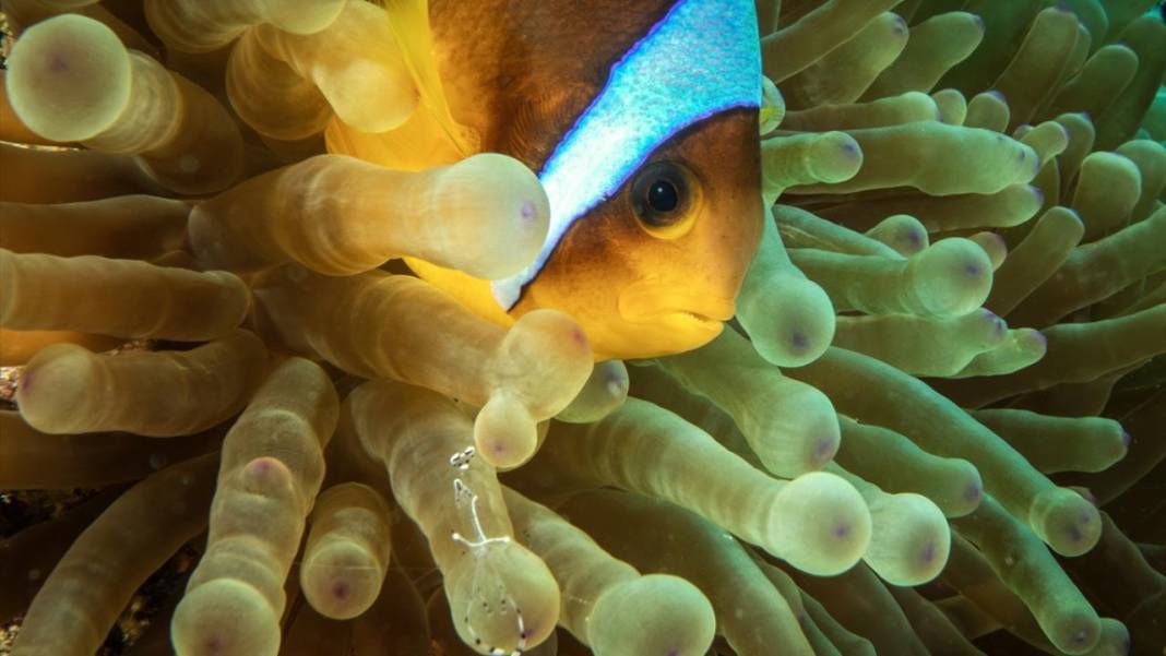 Su altının sevimli canlıları 2