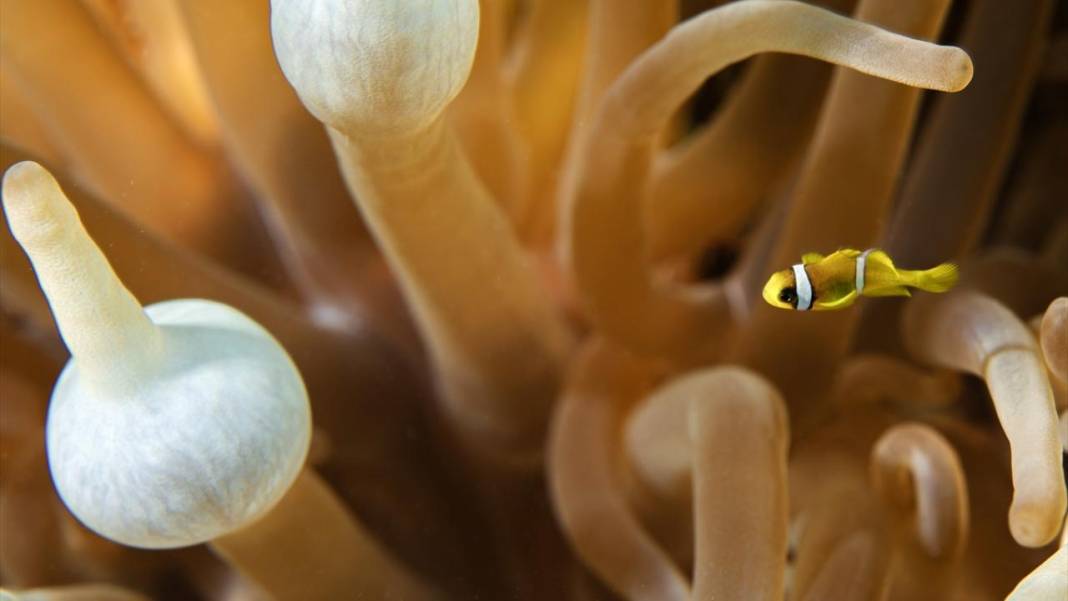 Su altının sevimli canlıları 3