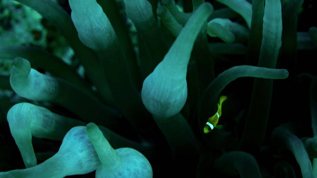 Su altının sevimli canlıları 4