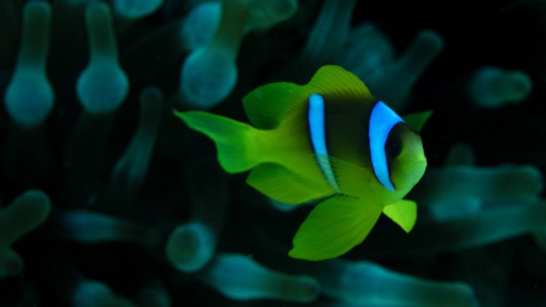 Su altının sevimli canlıları 5