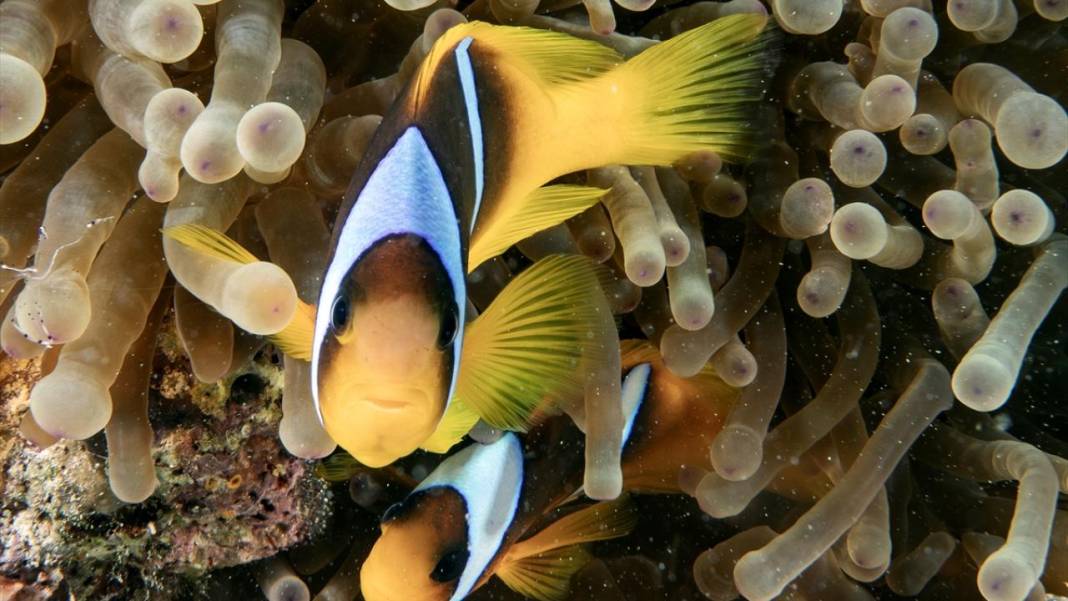 Su altının sevimli canlıları 6