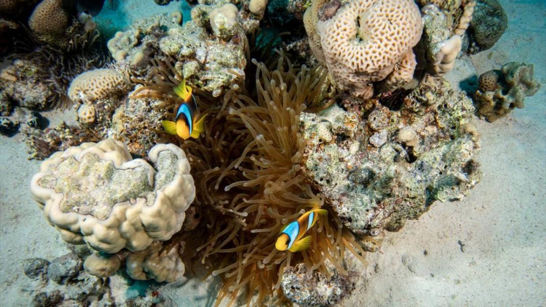 Su altının sevimli canlıları 7