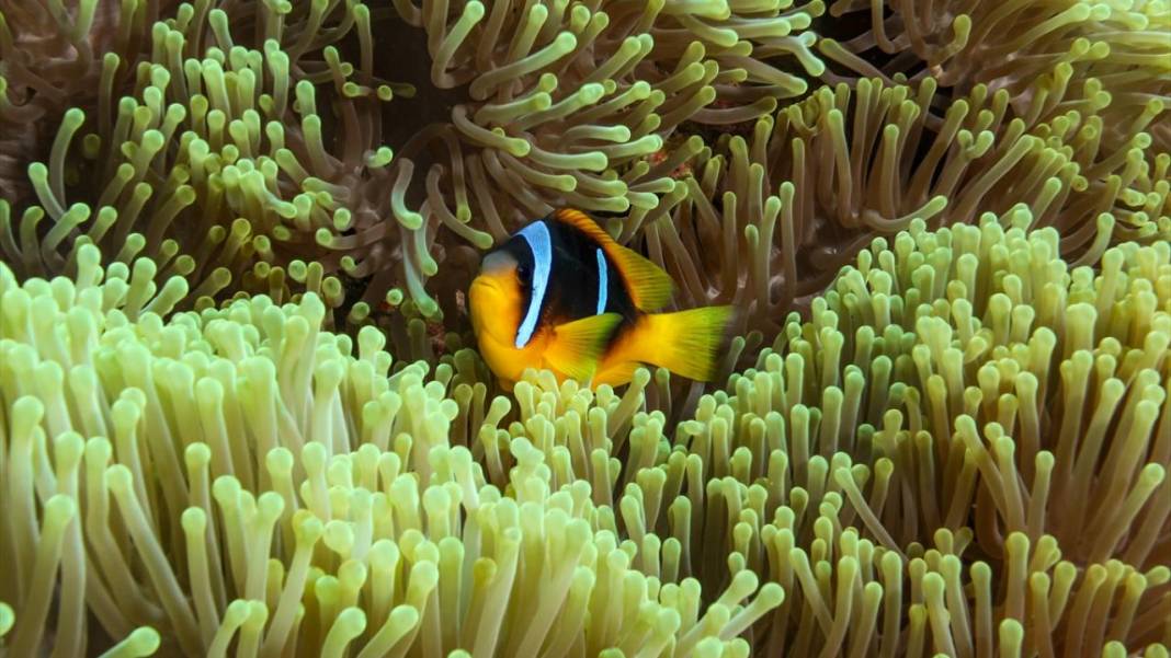 Su altının sevimli canlıları 8