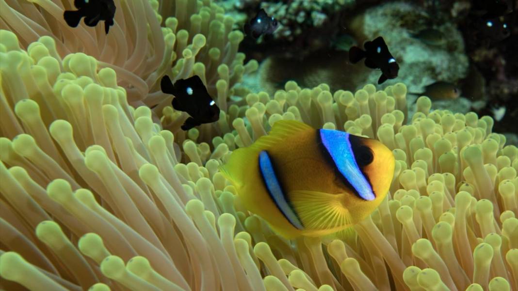 Su altının sevimli canlıları 9