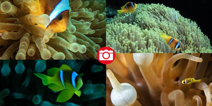 Su altının sevimli canlıları