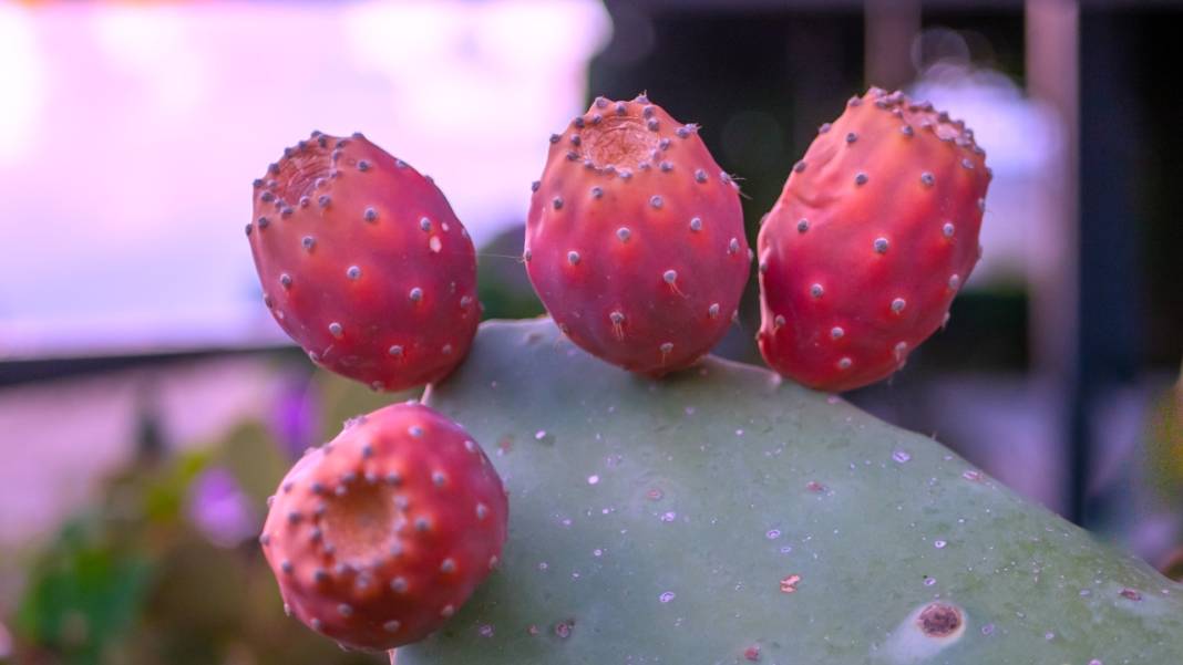 Dikenli kaktüs meyveleri çevreyi güzelleştiriyor 1