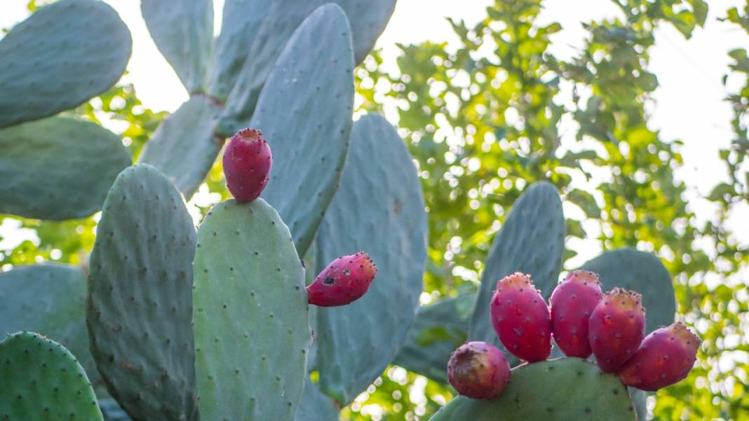 Dikenli kaktüs meyveleri çevreyi güzelleştiriyor 10