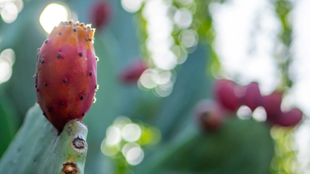 Dikenli kaktüs meyveleri çevreyi güzelleştiriyor 11
