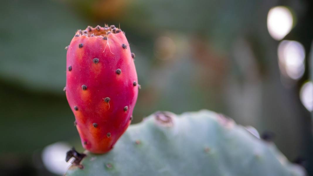 Dikenli kaktüs meyveleri çevreyi güzelleştiriyor 12