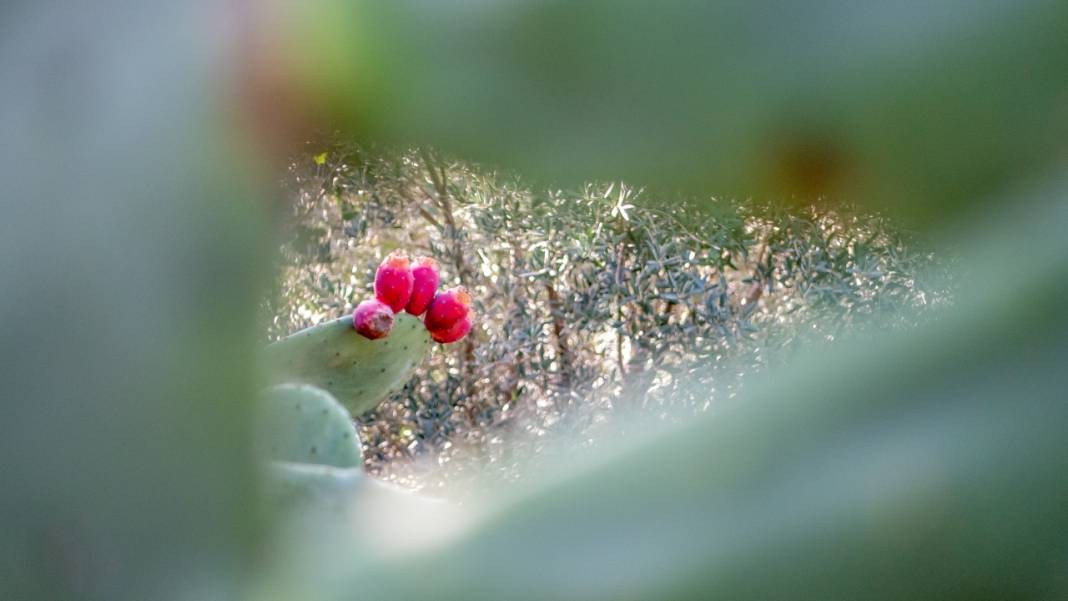 Dikenli kaktüs meyveleri çevreyi güzelleştiriyor 13