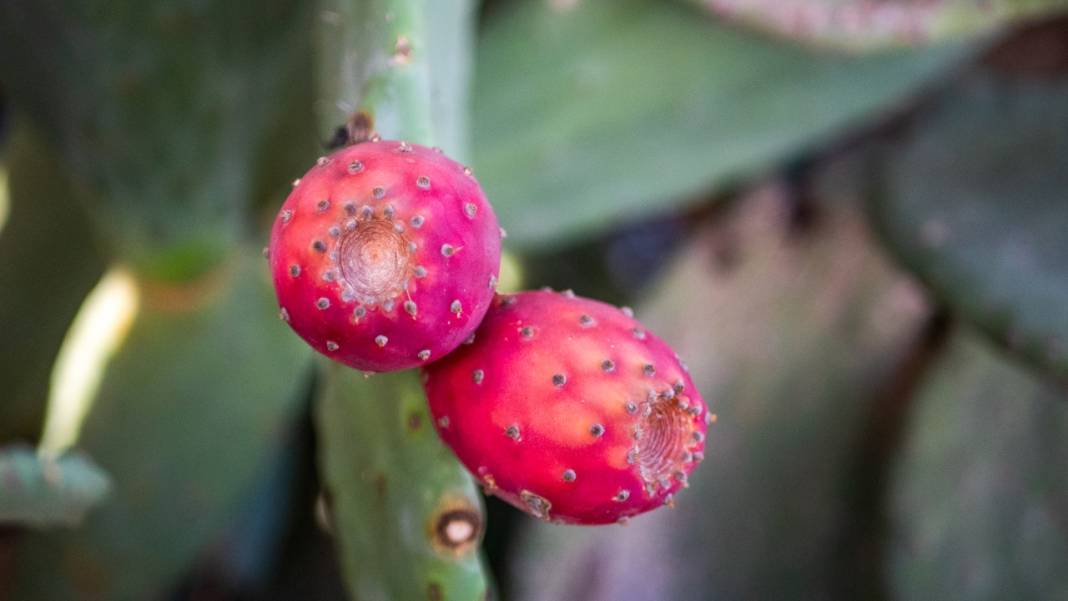 Dikenli kaktüs meyveleri çevreyi güzelleştiriyor 2
