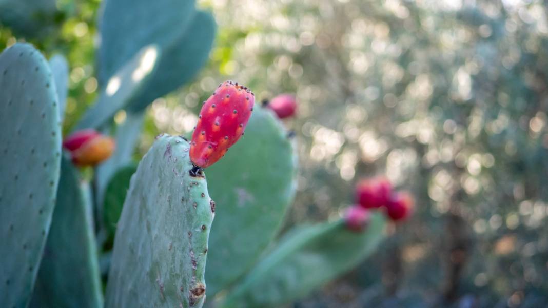 Dikenli kaktüs meyveleri çevreyi güzelleştiriyor 3