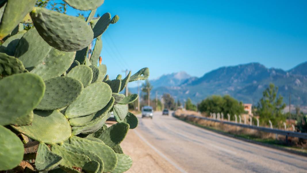 Dikenli kaktüs meyveleri çevreyi güzelleştiriyor 4