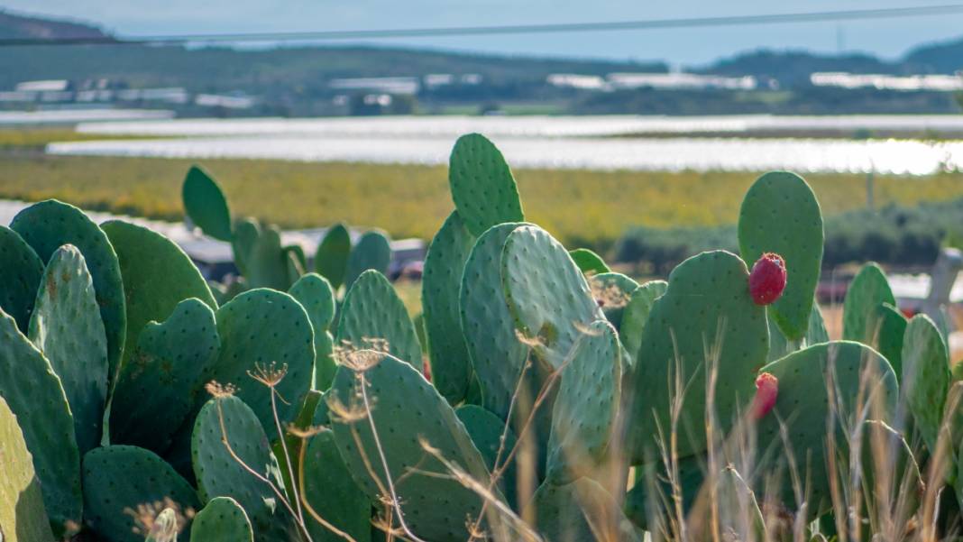 Dikenli kaktüs meyveleri çevreyi güzelleştiriyor 5