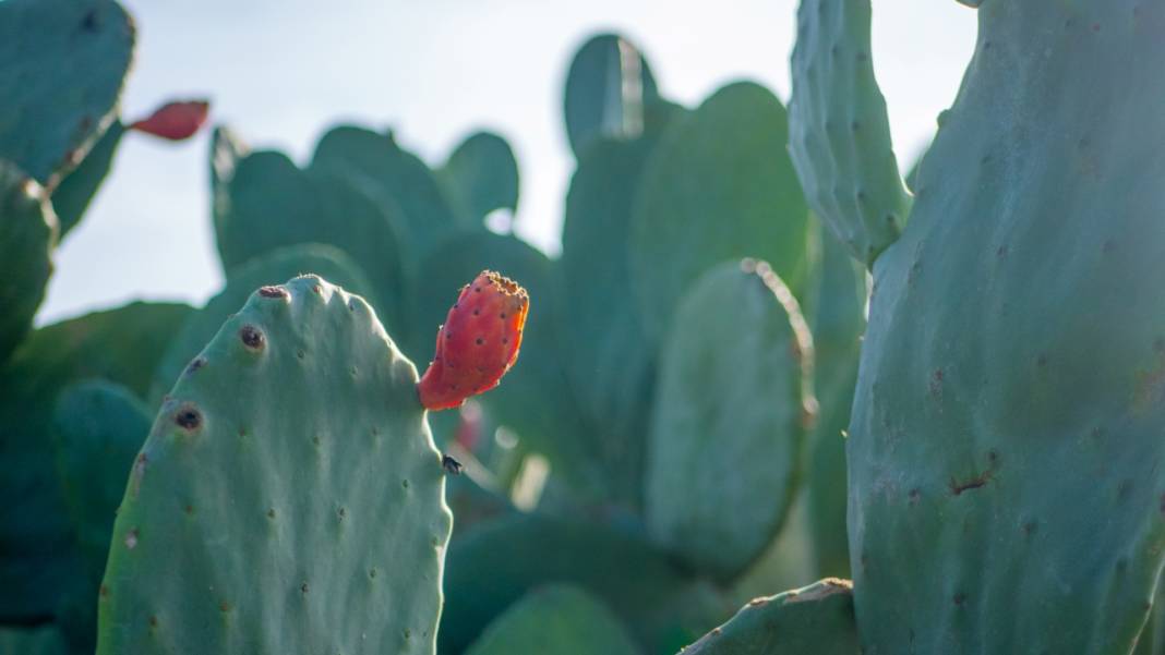Dikenli kaktüs meyveleri çevreyi güzelleştiriyor 6