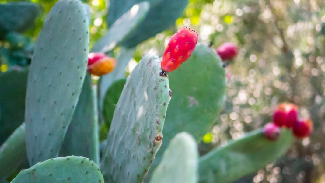 Dikenli kaktüs meyveleri çevreyi güzelleştiriyor 7